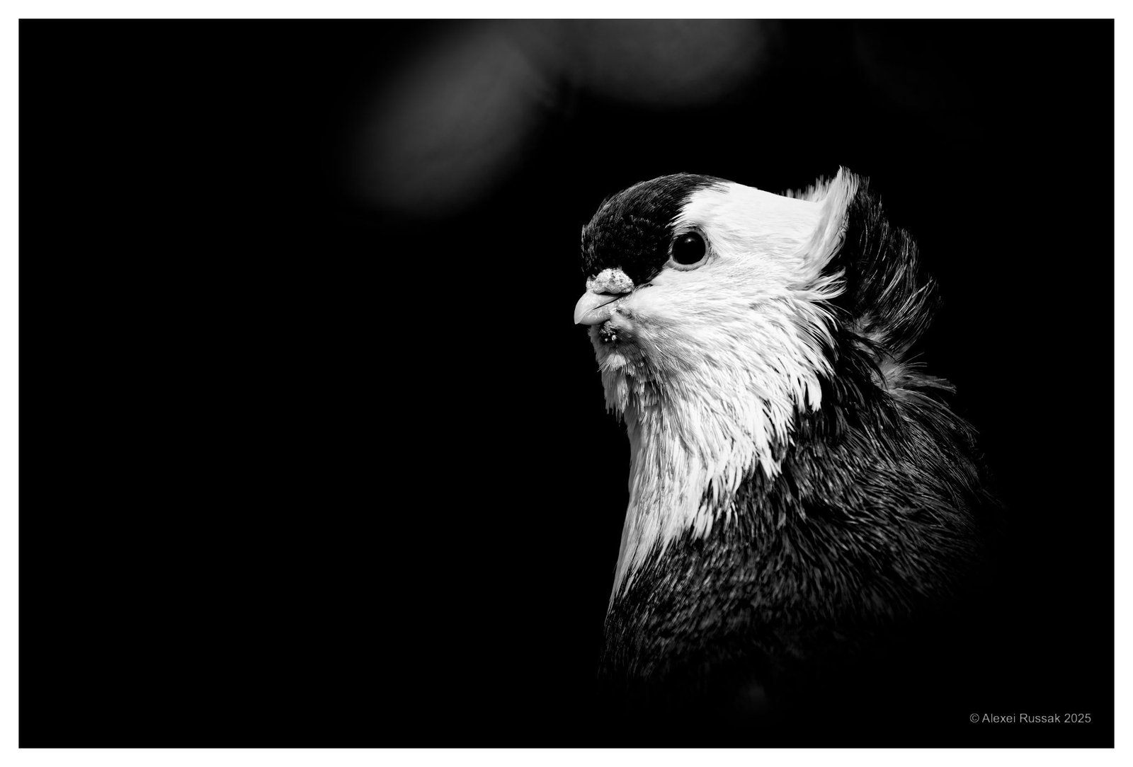 20250305-1143548980_1